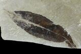 Two Fossil Leaves (Salix And Lygodium) - Green River Formation, Utah #117965-2